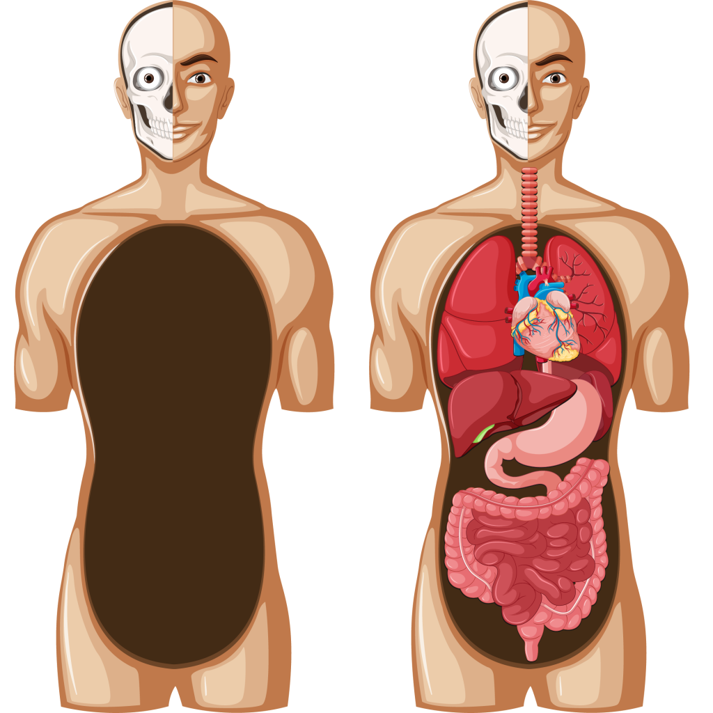 Строение человека модель 2 класс. Анатомия человека органы. Силуэт человека с внутренними органами. Макет внутренних органов человека. Анатомия человека без органов.